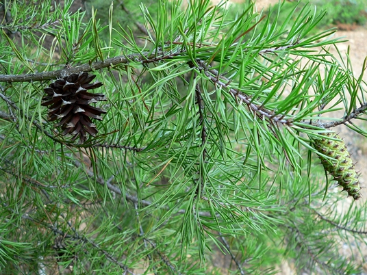 {Pinus virginiana}